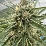 Strawberry Gorilla Auto