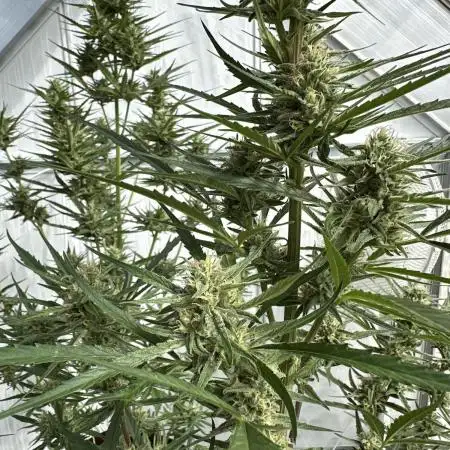Strawberry Gorilla Auto