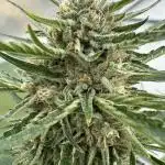 Strawberry Gorilla Auto