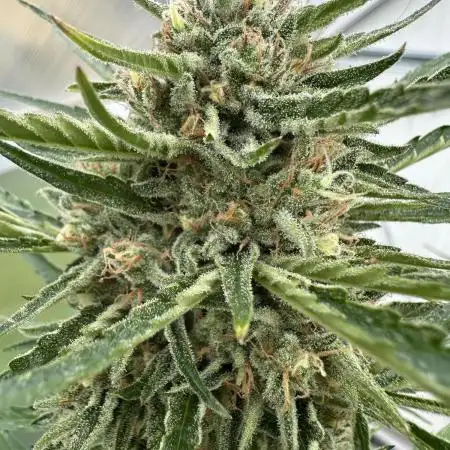 Strawberry Gorilla Auto