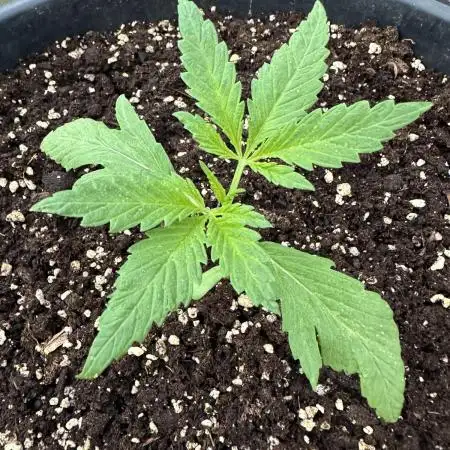 Tropicanna Poison XL Auto