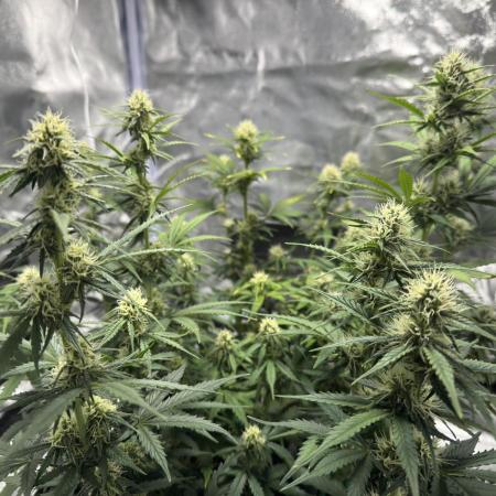 My first indoor