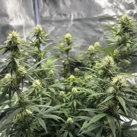 My first indoor