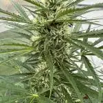 Strawberry Gorilla Auto