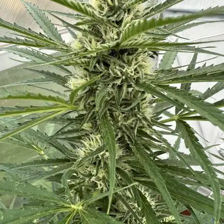 Strawberry Gorilla Auto