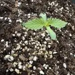 Tropicanna Poison XL Auto