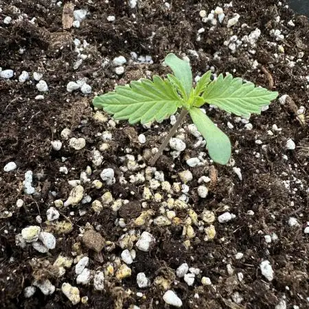 Tropicanna Poison XL Auto