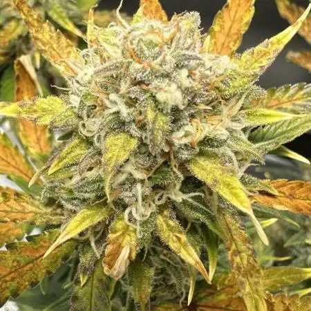 My first indoor