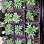 Tropicanna Banana