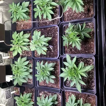 Tropicanna Banana