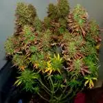#4 VIPARSPECTRA FAST BUDS fbt2211