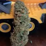 #1 Viparspectra FAST BUDS 