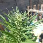 Lemon skunk auto