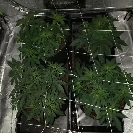 ls grow