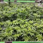 Heady OG BX1 - Mendo Dope - Fabric Pots Scrog