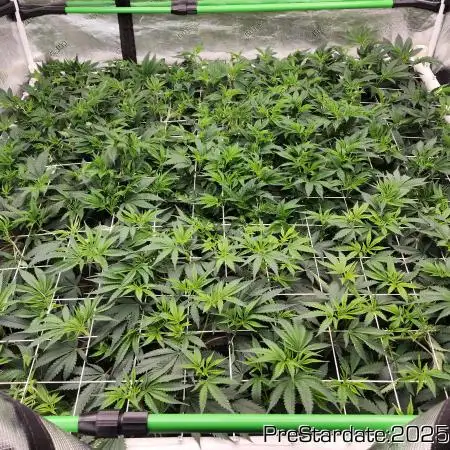 Heady OG BX1 - Mendo Dope - Fabric Pots Scrog