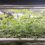Heady OG BX1 - Mendo Dope - Fabric Pots Scrog