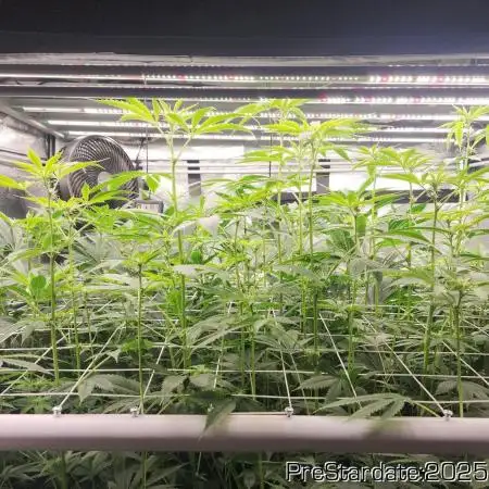 Heady OG BX1 - Mendo Dope - Fabric Pots Scrog