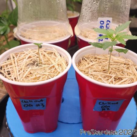 Chill Out OG - MrGrowIt - FabricPotScrog