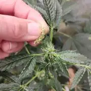 TKO x Heady OG BX1 – JLG | MDF