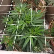 Chill Out OG - MrGrowIt - FabricPotScrog