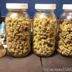 Heady OG BX1 - Mendo Dope - Fabric Pots Scrog