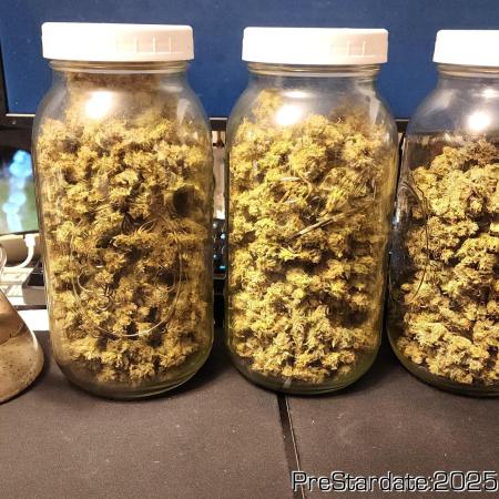 Heady OG BX1 - Mendo Dope - Fabric Pots Scrog