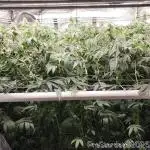 Heady OG BX1 - Mendo Dope - Fabric Pots Scrog