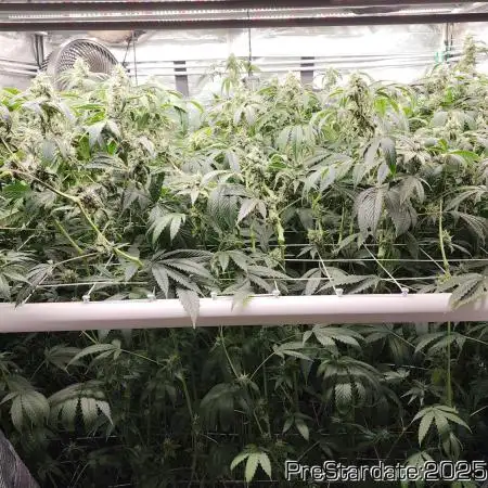 Heady OG BX1 - Mendo Dope - Fabric Pots Scrog