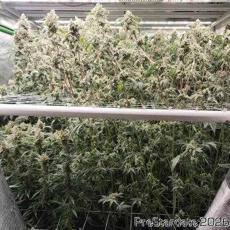 Chill Out OG - MrGrowIt - FabricPotScrog