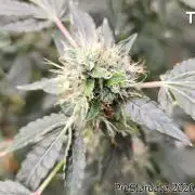 TKO x Heady OG BX1 – JLG | MDF
