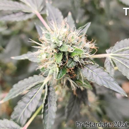 TKO x Heady OG BX1 – JLG | MDF