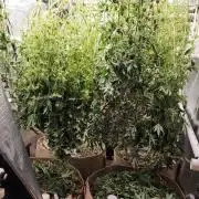 Chill Out OG - MrGrowIt - FabricPotScrog