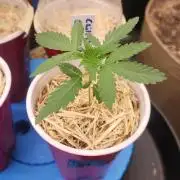 Chill Out OG - MrGrowIt - FabricPotScrog