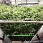 Heady OG BX1 - Mendo Dope - Fabric Pots Scrog