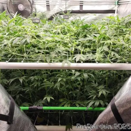 Heady OG BX1 - Mendo Dope - Fabric Pots Scrog