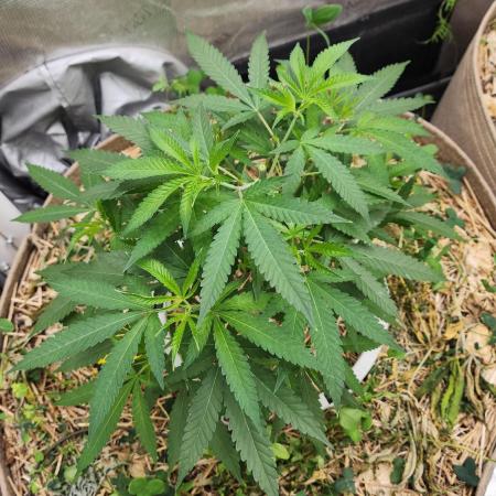 Chill Out OG - MrGrowIt - FabricPotScrog
