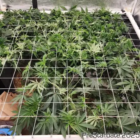 Heady OG BX1 - Mendo Dope - Fabric Pots Scrog