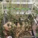 Heady OG BX1 - Mendo Dope - Fabric Pots Scrog
