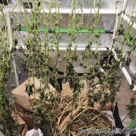 Heady OG BX1 - Mendo Dope - Fabric Pots Scrog