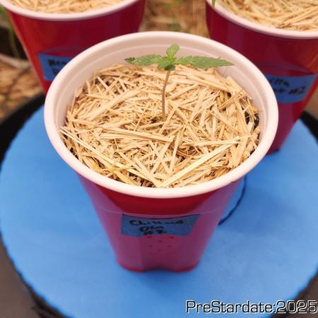 Chill Out OG - MrGrowIt - FabricPotScrog