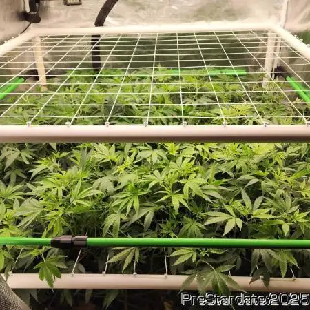 Heady OG BX1 - Mendo Dope - Fabric Pots Scrog