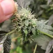 TKO x Heady OG BX1 – JLG | MDF