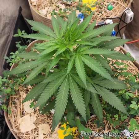 Chill Out OG - MrGrowIt - FabricPotScrog