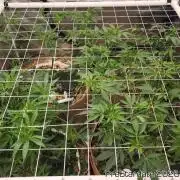 Chill Out OG - MrGrowIt - FabricPotScrog