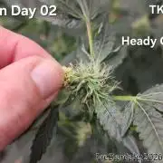 TKO x Heady OG BX1 – JLG | MDF