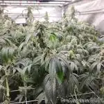 Heady OG BX1 - Mendo Dope - Fabric Pots Scrog