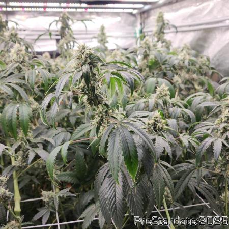 Heady OG BX1 - Mendo Dope - Fabric Pots Scrog