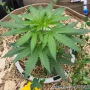 Chill Out OG - MrGrowIt - FabricPotScrog