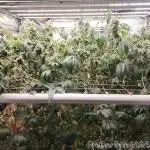 Heady OG BX1 - Mendo Dope - Fabric Pots Scrog